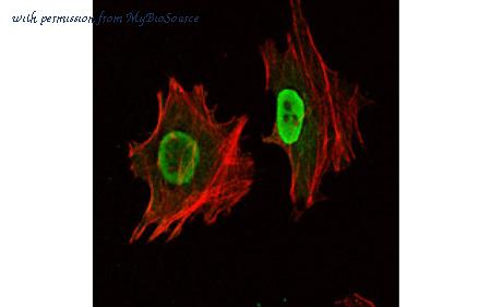 MyBioSource MBS832836 image 2