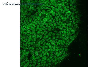 MyBioSource MBS832836 image 3