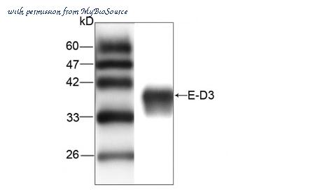 MyBioSource MBS838656 image 1