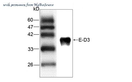 MyBioSource MBS838768 image 1