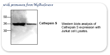 MyBioSource MBS847089 image 1