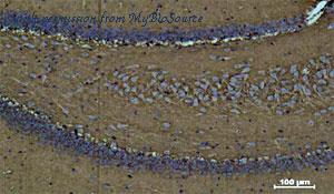 MyBioSource MBS8533288 image 1