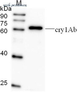 MyBioSource MBS857784 image 1