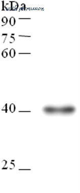 MyBioSource MBS857820 image 1