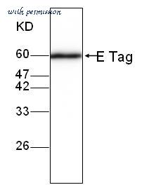 MyBioSource MBS858224 image 1