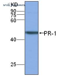 MyBioSource MBS859763 image 1
