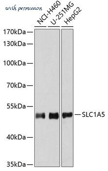 MyBioSource MBS9125954 image 1