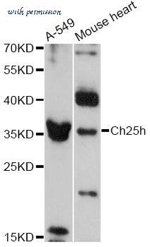 MyBioSource MBS9133849 image 1
