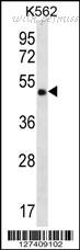MyBioSource MBS9203153 image 1
