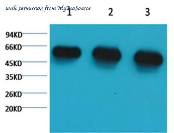 MyBioSource MBS9400375 image 1