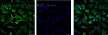 MyBioSource MBS9400375 image 2