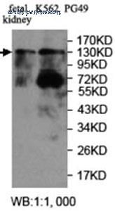 MyBioSource MBS9407198 image 2