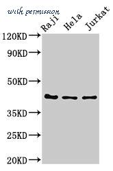MyBioSource MBS9429448 image 1