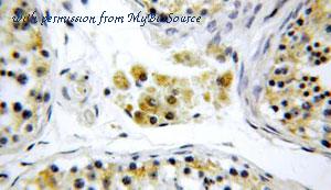MyBioSource MBS2522691 image 2