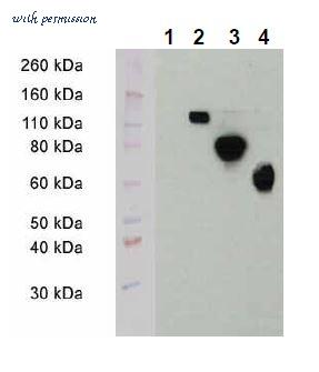 MyBioSource MBS430093 image 1