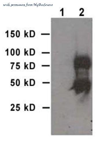 MyBioSource MBS432028 image 1