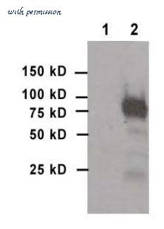MyBioSource MBS432029 image 1