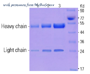 MyBioSource MBS435013 image 1