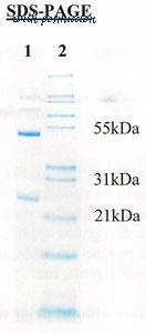 MyBioSource MBS686119 image 1