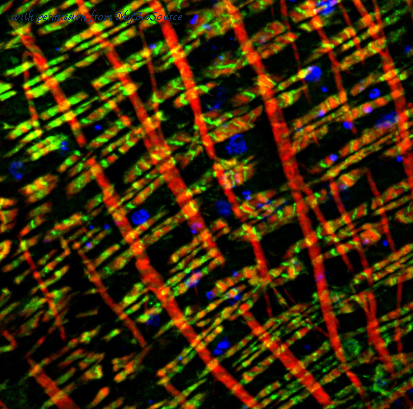 MyBioSource MBS8501518 image 1