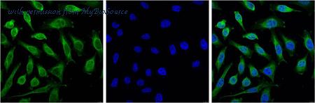 MyBioSource MBS8504879 image 1