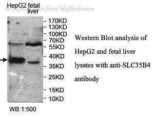 MyBioSource MBS8500716 image 1