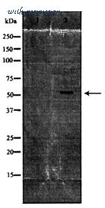 MyBioSource MBS8501743 image 1