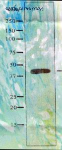 MyBioSource MBS8505591 image 1