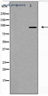 MyBioSource MBS8515042 image 1