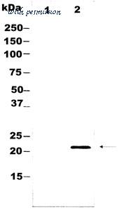 MyBioSource MBS859517 image 1