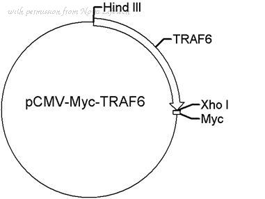 Nova Lifetech PVTB00020-2A image 1