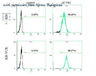 Novus Biologicals NBP1-18949R image 1