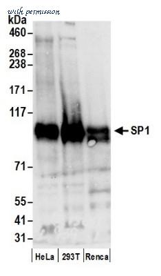 Novus Biologicals NB600-233 image 1