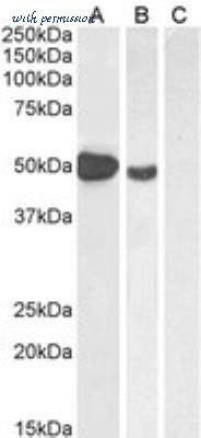 Novus Biologicals NB600-242 image 1