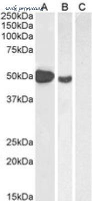 Novus Biologicals NB600-242 ͼ 1