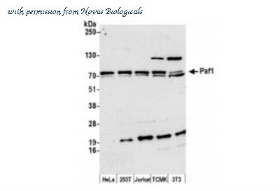 Novus Biologicals NB600-273 image 1
