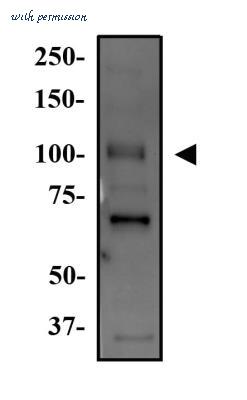 Novus Biologicals NB600-284 image 1
