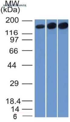Novus Biologicals NBP2-47643-0.02mg image 1