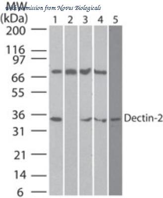 Novus Biologicals NBP2-36486 image 1