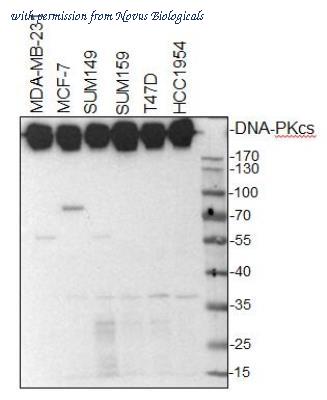 Novus Biologicals NB100-658 image 1