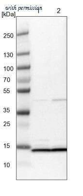 Novus Biologicals NBP2-36427 image 1