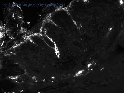 Novus Biologicals NBP1-97718 image 1