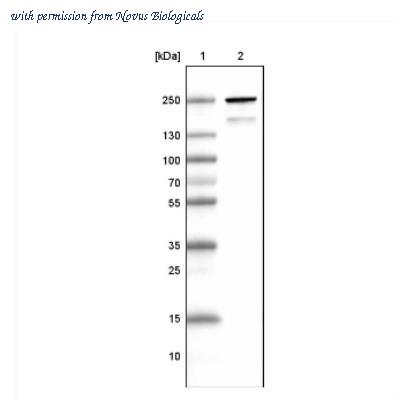 Novus Biologicals NBP2-36746 image 1