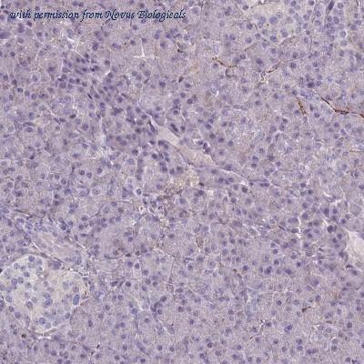 Novus Biologicals NBP2-30475 image 1