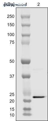 Novus Biologicals NBP1-97640 image 1