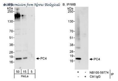 Novus Biologicals NB100-59774 image 1
