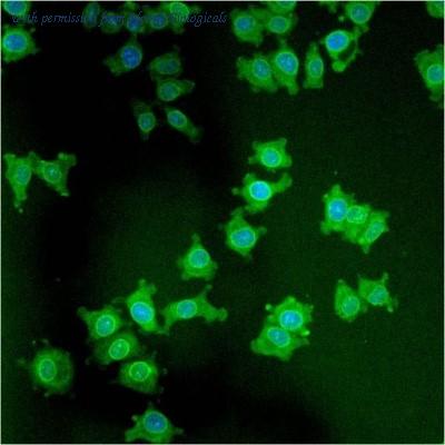 Novus Biologicals NB120-2737 image 1