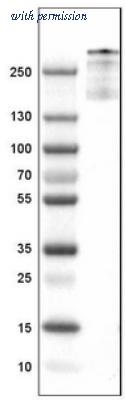 Novus Biologicals NBP2-34474 image 1