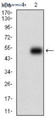 Novus Biologicals NBP2-37289 image 1