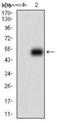 Novus Biologicals NBP2-37289 ͼ 1